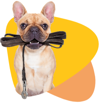 dog with leash in mouth